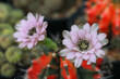 Blooming light pink flower of cactus are very beautiful. It is native plant grown up in desert area of America continent.