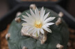 A blooming white flower of cactus named Lophophora diffusa is very beautiful. It is native plant grown up in desert area of America continent.