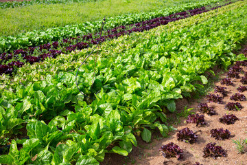 Wall Mural - View of farm field planted with ripening varieties of organic leafy vegetables ..