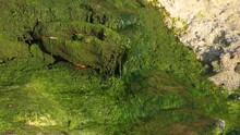  Close Of Water Flowing Down Algae Covered Rock