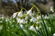 © Shawn - Large Snowdrops