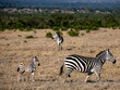 Zebrafohlen mit Mutter