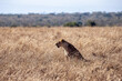 Wilde Löwin Kenia