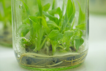 Researchers are examining aquatic plants in a tissue culture room. To be sold in the market.
Plant tissue culture is a techniques used to grow plant cells under sterile conditions