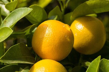 Close up of growing oranges on an orange tree