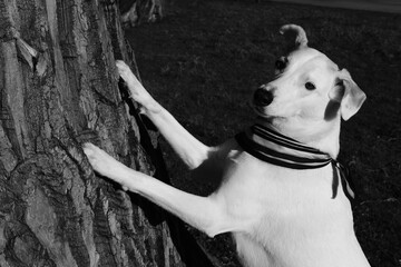 Black and white photo of a white mongrel standing on its hind legs and leaning on a tree