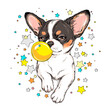 Cute chihuahua with bubble gum. Dog on a background of colored stars. Fun image for printing on any surface