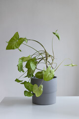 Syngonium podophyllum, a herbaceous evergreen native in gray concrete pot. Houseplant against a grey background. Vertical photo