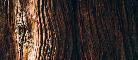 Tree bark texture close up, natural background