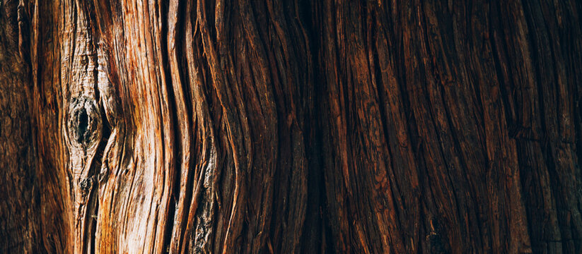 tree bark texture close up, natural background