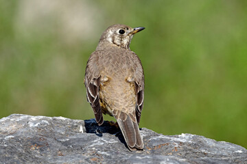 Canvas Print - Misteldrossel // Mistle thrush (Turdus viscivorus)