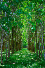 Wall Mural - forest of rubber tree in rubber tree plantation, latex is collect in bowl