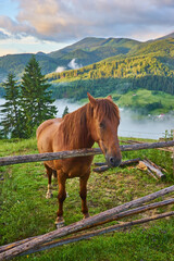 Wall Mural - horse grazes in a mountain pasture where, after rain, green pastures in the alpine zone in the Carpathians are covered with a sea of fog.