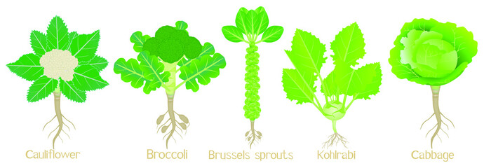 Wall Mural - Set of cabbage plants with roots isolated on white background.