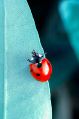 Wall Mural - Extreme macro shots, Beautiful ladybug on flower leaf defocused background.