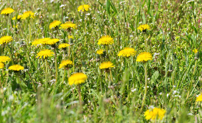 Poster - Yellow blossoming dandelions on a sunny summer meadow	