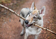 Portret psa wilczak czechosłowacki