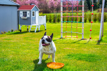 French Bulldog posing in a sunny garden with a green lawn.