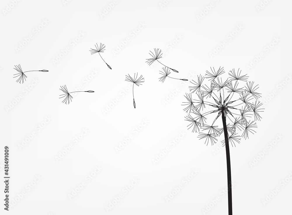 Abstract background of a dandelion for design. - obrazy, fototapety, plakaty 
