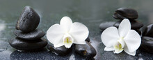 White Orchid Flowers And Stone With Water Drops Isolated