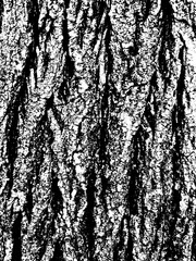 Wall Mural - Grunge tree bark texture. Distressed overlay texture. Black and white vector texture