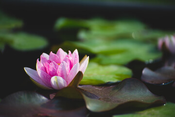 Wall Mural - pink lotus flower blossom or water lily blooming in pond with sunlight in garden outdoor nature.