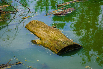 Sticker - Closeup shot of a wood log on the dirty, mossy lake