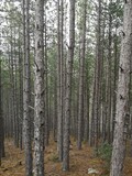 Fototapeta  - Pine tree trunks in the forest