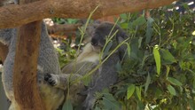 Tired Koala Bear  Sleeping In A Tree Of Kuranda Australia