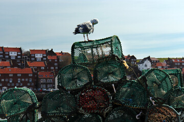 Wall Mural - seagull on lobster pots