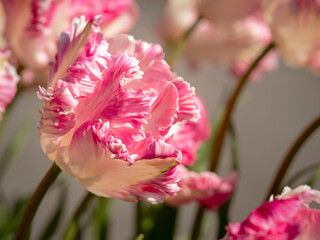 Wall Mural - Lovely frilly pink tulip flower, variety Cabanna