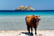 canvas print picture - Corsican cow and Giraglia island in Barcaggio beach