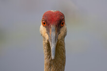 Young Sandhill Crane Gets A Closeup While Looking For Food On A Sunny Day