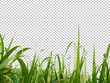 sugar cane leave on transparent picture background
