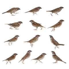 Sticker - jumping sparrows isolated on white background