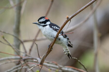 Downy Woodpecker Is Perched And On A Nearby Tree