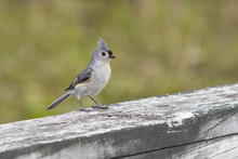 Tufted Titmouse Has Landed Nearby And Waits For You To Feed Some Birdseed