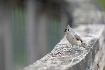 Wall Mural - tufted titmouse has landed nearby and waits for you to feed some birdseed