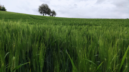 Campo di grano in primavera