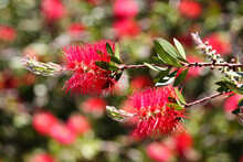 Red Callistemon Viminalis Flowers In The Garden