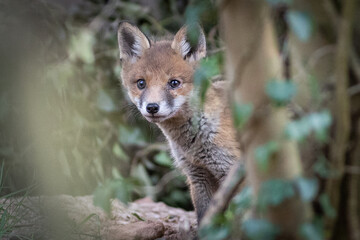 Canvas Print - red fox cub