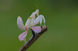 Orchid mantis on twigs in tropical garden