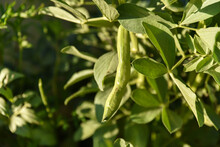Broad Bean Plant, Field Bean, Broad Bean, Bean, Broad, Vegetable, Plant, Food, Garden, Agriculture, Growing, Fresh, Leaves, Green, Nature, Pod, Organic, Grow, Gardening, Cultivation, Produce.