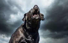 Black Dog Barking In A Dramatic Horizon