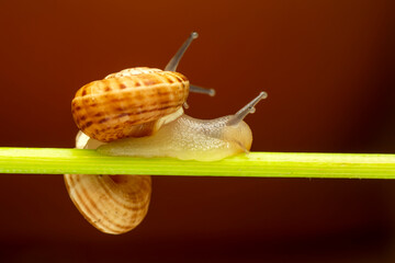 Extreme macro shots, Beautiful snail in the garden