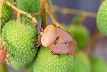 Brown Marmorated Stink Bug (Halyomorpha Halys) On Green  Lychee Fruits