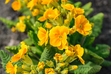 Blurred Orange Primrose ,primula Vulgaris, Blossom. Natural Floral Spring Background.