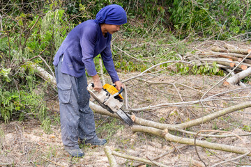 Wall Mural - Lumberjack with chainsaw worker cutting tamarind tree trunk. Chainsaw cutting the branch.