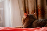Fototapeta Koty - Cat is watching  window while lying on the bed