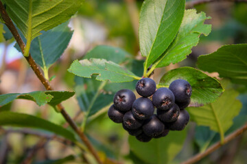 Wall Mural - Chokeberry berries on a branch with leaves around. Chokeberry berries. Growing chokeberry. Aronia.